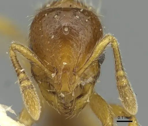 Oxyepoecus bruchi - CASENT0913868