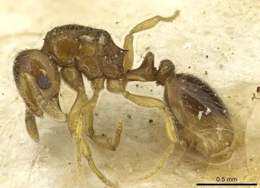 Oxyepoecus bruchi - CASENT0913868