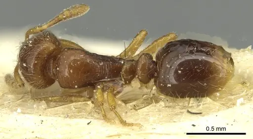 Oxyepoecus bruchi - CASENT0913869