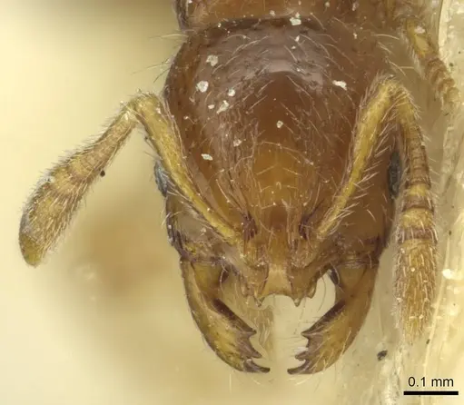 Oxyepoecus bruchi - CASENT0913869