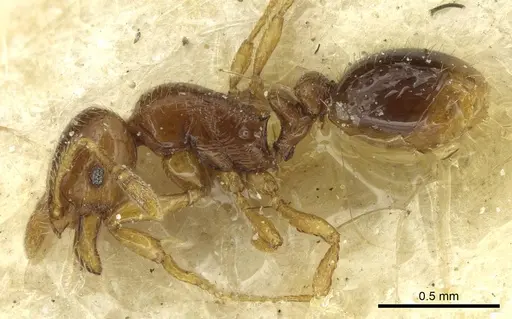 Oxyepoecus bruchi - CASENT0913869