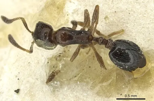 Oxyepoecus daguerrei specimen