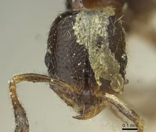 Oxyepoecus daguerrei specimen