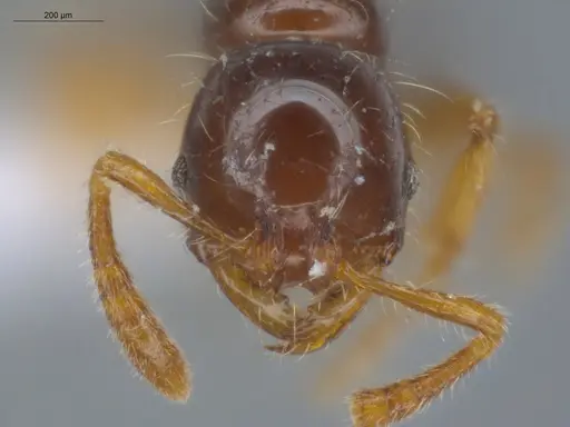 Oxyepoecus ephippiatus specimen