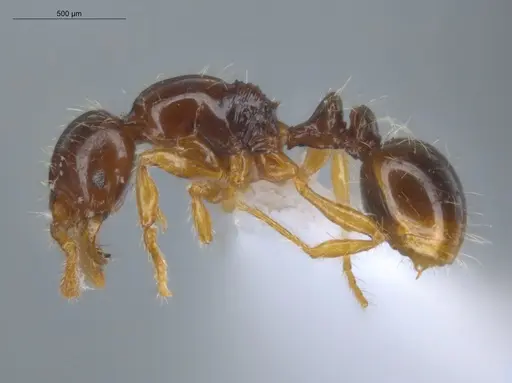 Oxyepoecus ephippiatus specimen