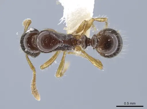 Oxyepoecus ephippiatus - JTLC000006165