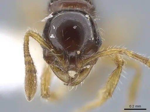 Oxyepoecus ephippiatus - JTLC000006165