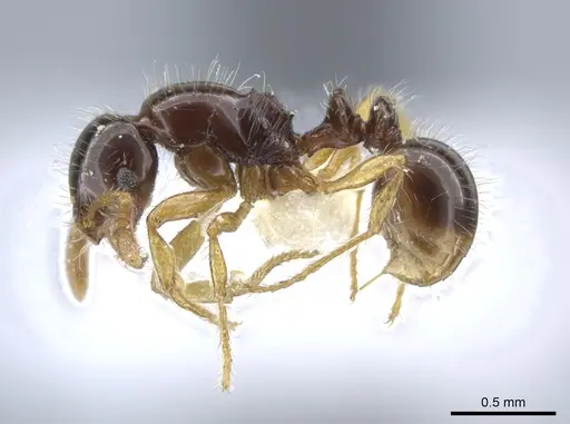 Oxyepoecus ephippiatus - JTLC000006165