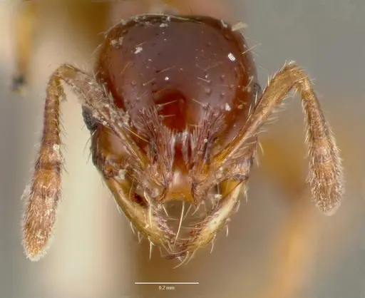 Oxyepoecus inquilinus specimen