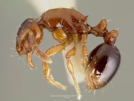 Oxyepoecus inquilinus specimen