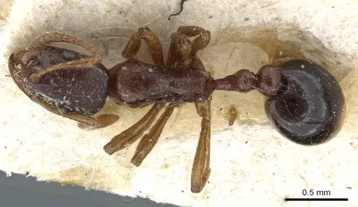 Oxyepoecus mandibularis specimen