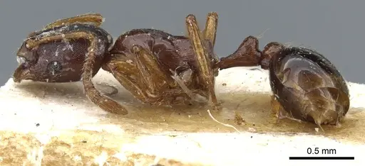 Oxyepoecus mandibularis specimen
