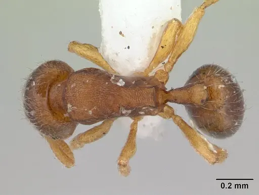 Oxyepoecus myops specimen