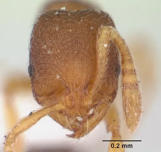 Oxyepoecus myops specimen