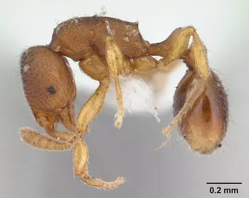 Oxyepoecus myops specimen