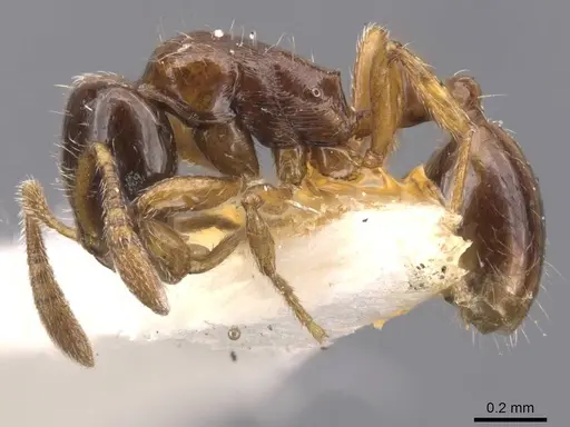 Oxyepoecus plaumanni specimen