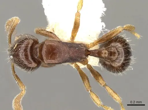 Oxyepoecus plaumanni - CASENT0914064