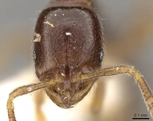 Oxyepoecus plaumanni - CASENT0914064