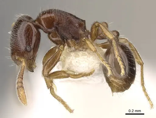 Oxyepoecus plaumanni - CASENT0914064