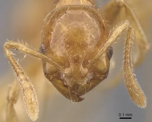 Oxyepoecus punctifrons specimen