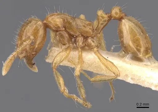 Oxyepoecus punctifrons specimen