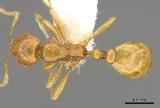 Oxyepoecus punctifrons - CASENT0914063