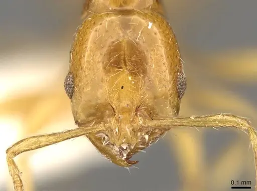 Oxyepoecus punctifrons - CASENT0914063