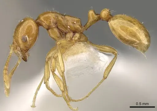 Oxyepoecus punctifrons - CASENT0914063