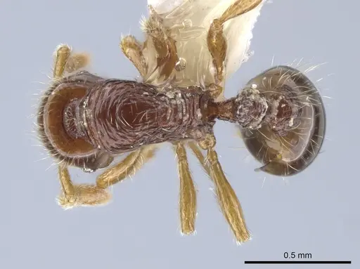 Oxyepoecus quadratus specimen