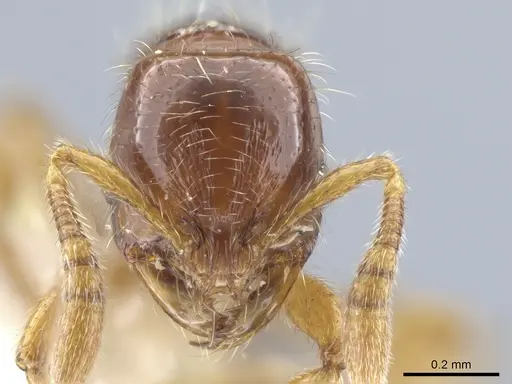 Oxyepoecus quadratus specimen