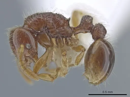 Oxyepoecus quadratus specimen