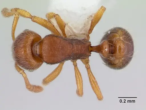 Oxyepoecus rastratus specimen