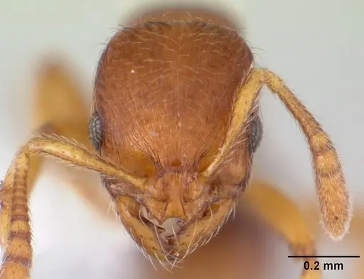 Oxyepoecus rastratus specimen