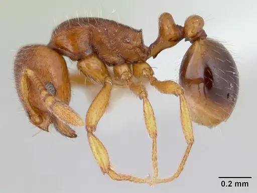 Oxyepoecus rastratus specimen