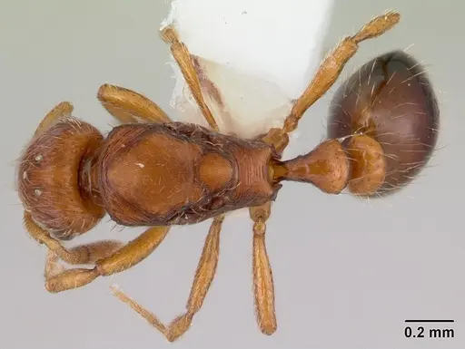 Oxyepoecus rastratus - CASENT0178100