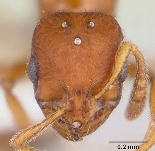 Oxyepoecus rastratus - CASENT0178100