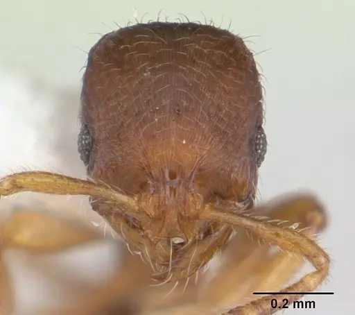 Oxyepoecus rastratus - CASENT0178854