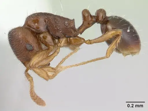 Oxyepoecus rastratus - CASENT0178854