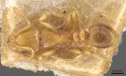 Oxyepoecus rastratus - CASENT0908762