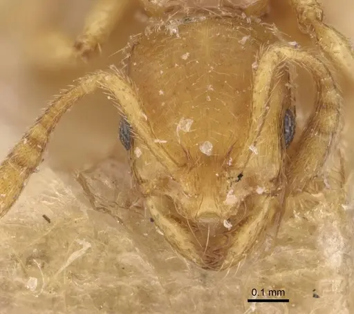 Oxyepoecus rastratus - CASENT0908762