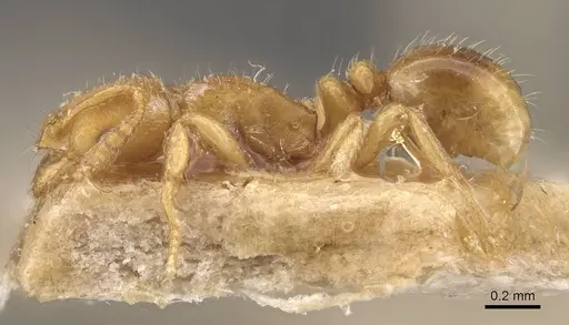 Oxyepoecus rastratus - CASENT0908762