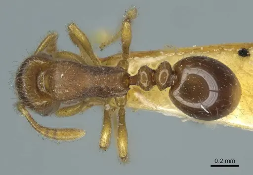 Oxyepoecus rastratus - CASENT0916036