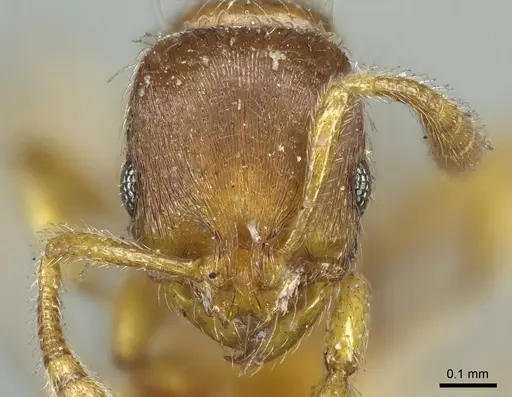 Oxyepoecus rastratus - CASENT0916036