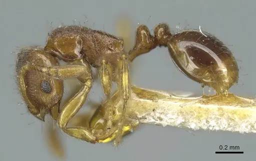 Oxyepoecus rastratus - CASENT0916036