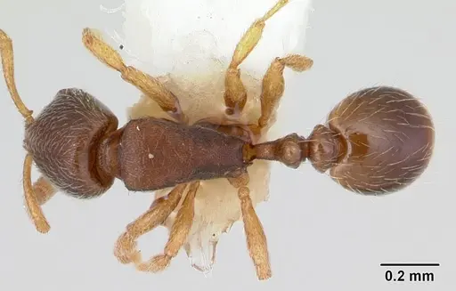 Oxyepoecus reticulatus specimen