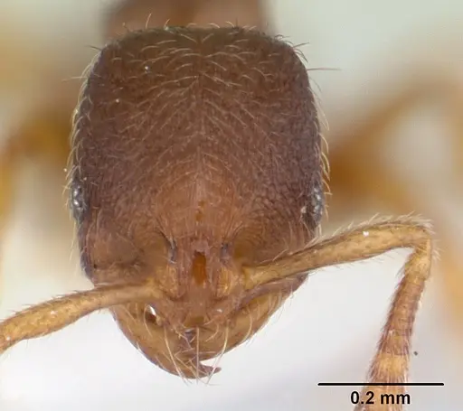 Oxyepoecus reticulatus specimen