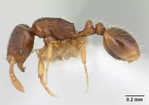 Oxyepoecus reticulatus specimen