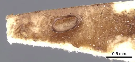 Oxyepoecus reticulatus - CASENT0911212