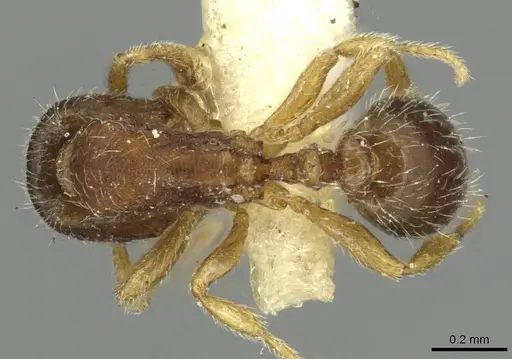 Oxyepoecus reticulatus - CASENT0913871