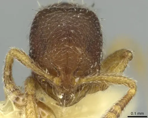 Oxyepoecus reticulatus - CASENT0913871